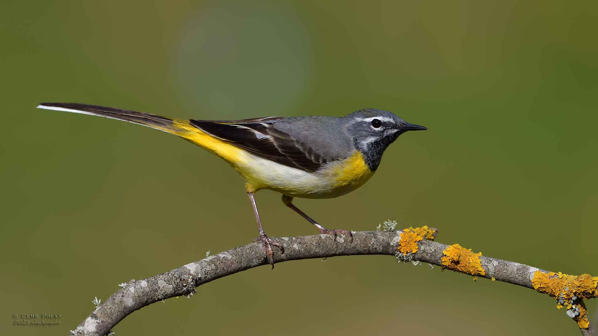 Gray Wagtail
